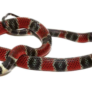 Central American Coral Snake For Sale