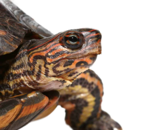 Central American Wood Turtles For Sale - Upriva Reptiles