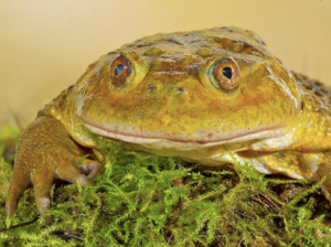 Chilean Wide Mouth Toad for Sale - Upriva Reptiles