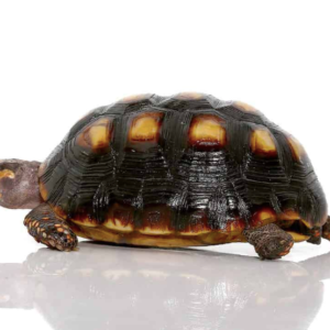 Colombian Red foot Tortoise For Sale