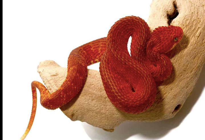 Snake Atheris Squamigera 
