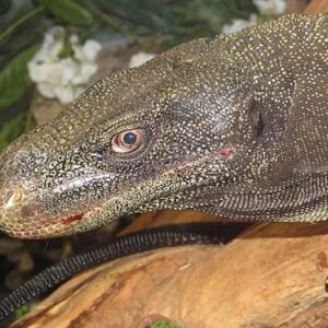 Crocodile Monitor for Sale