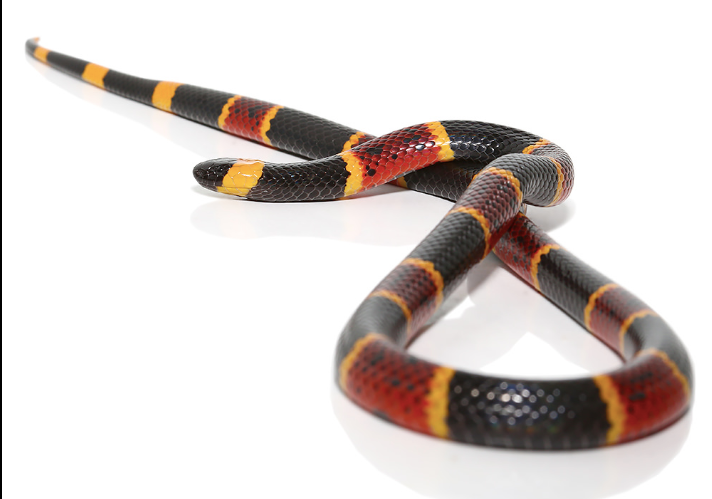 Eastern-Coral-Snake