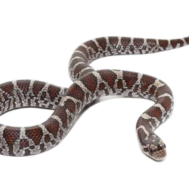 Ecuadorian Milk Snake For Sale - Upriva Reptiles