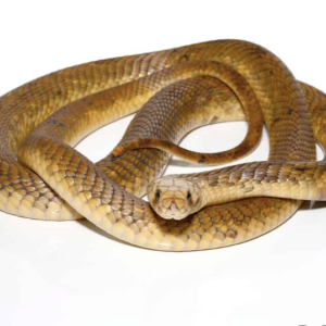 Egyptian Cobra For Sale