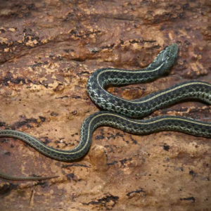 Florida Blue Garter Snake For Sale