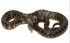 Florida Kingsnake For Sale - Upriva Reptiles