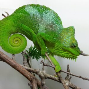 Four Horned Chameleon for Sale