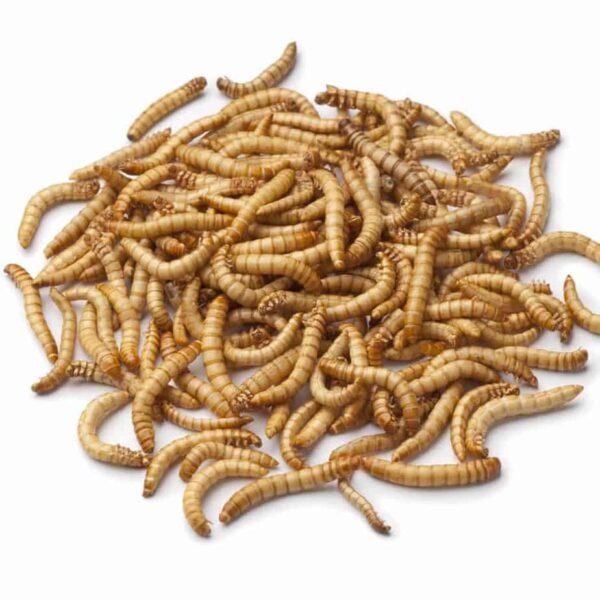 Giant Mealworms For Sale