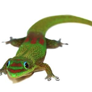 Gold Dust Day Gecko For Sale