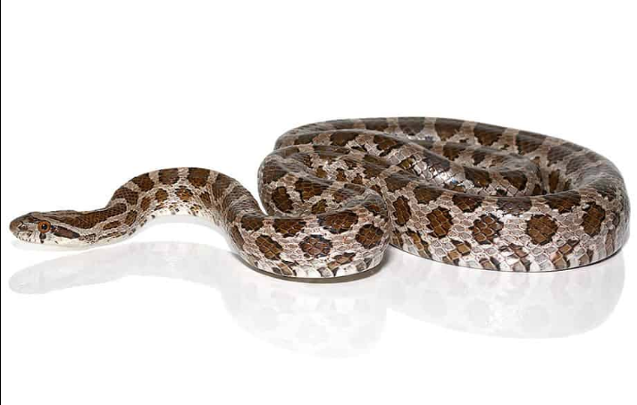 Great Plains Rat Snake For Sale - Upriva Reptiles
