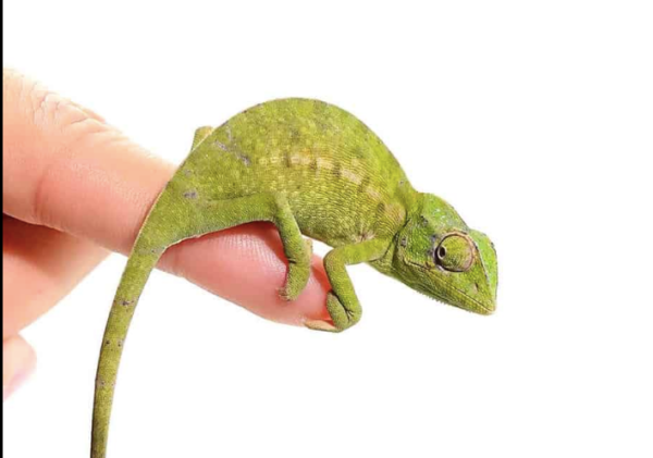 Green Chameleon For Sale