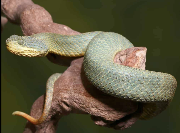 Green Patternless Squamigera Bush Viper For Sale