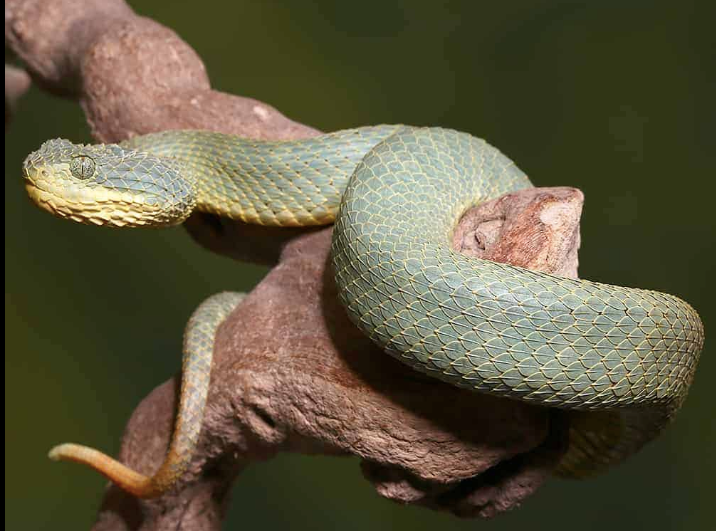 Adult Female Blue Crown Green Squamigera Bush Viper (Atheris squamigera)  For Sale - Underground Reptiles