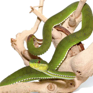 Green Purple Spotted Pit Viper For Sale