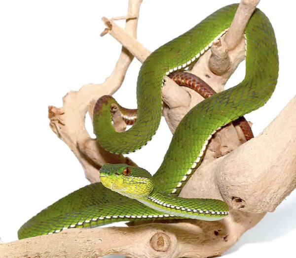Green Purple Spotted Pit Viper For Sale