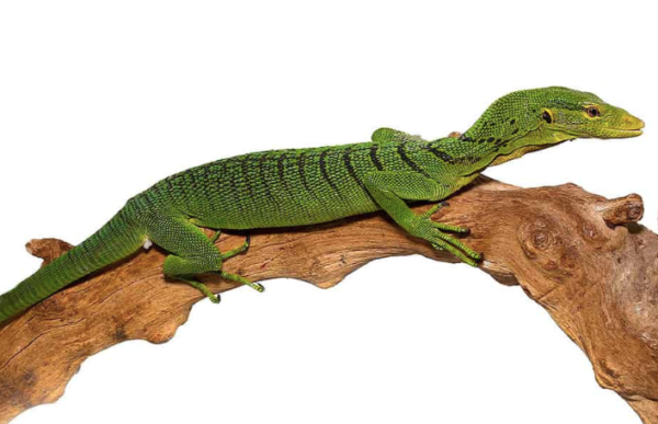 Green Tree Monitor (Pair) for Sale
