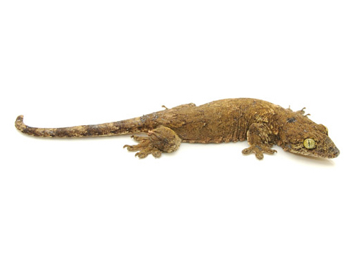 Halmahera Giant Gecko for Sale