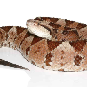 Honduran Jumping Pit Viper For Sale