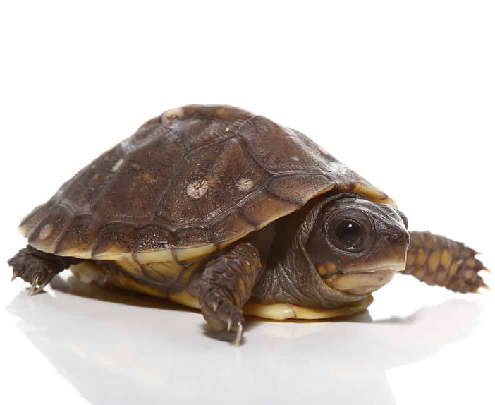 Dwarf turtles for sale, Small turtles for sale, Slider