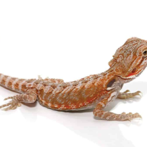 Hypo Leatherback Bearded Dragon For Sale