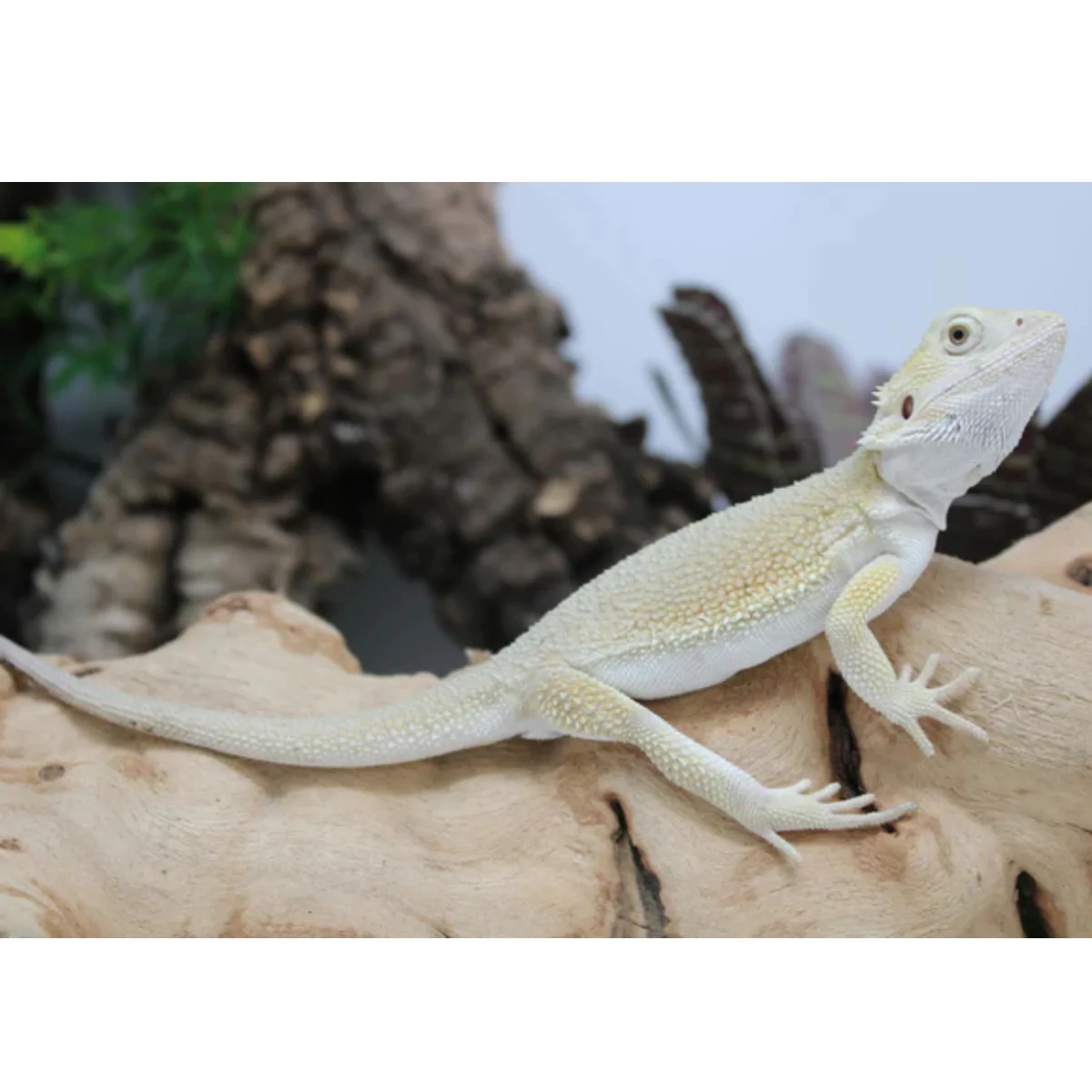 albino bearded dragons