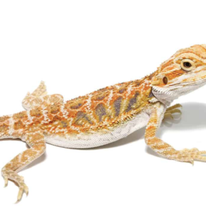 Inferno Bearded Dragon For Sale