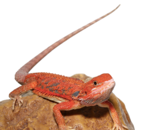 Inferno Blue Bar Bearded Dragon For Sale - Upriva Reptiles