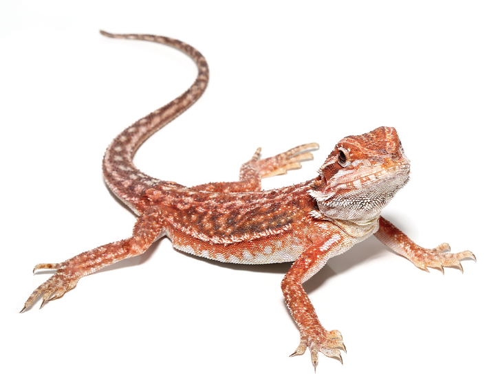 Baby Hypo Inferno Bearded Dragon For Sale - Upriva Reptiles