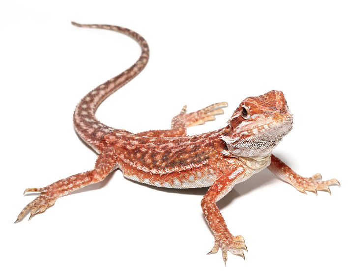 Bearded dragon store lizard for sale