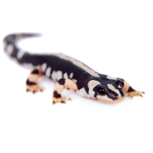 Iranian Kaiser Newt for Sale