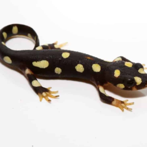 Lake Urmia Newt for Sale