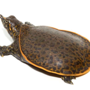 Leopard Softshell Turtles For Sale