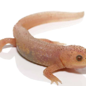 Leucistic Spanish Ribbed Newt For Sale