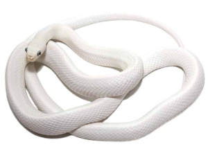 Leucistic Texas Rat Snake For Sale - Upriva Reptiles