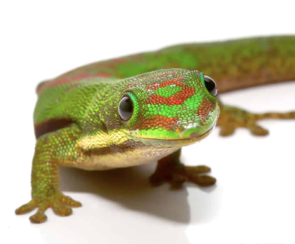 Lined Day Gecko For Sale