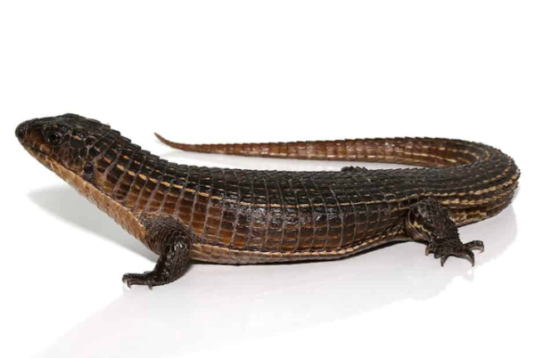 Major Plated Lizard For Sale