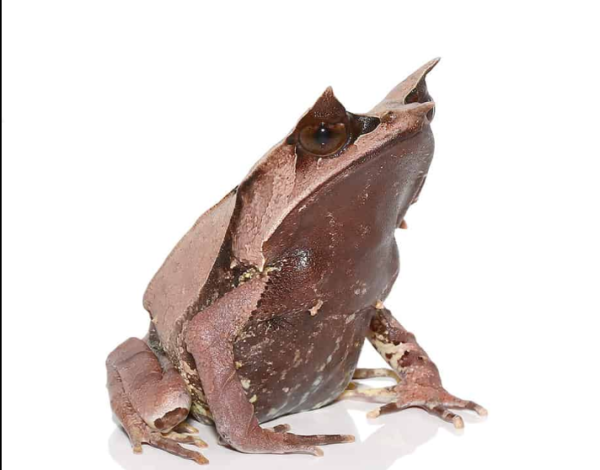 Malaysian Leaf Frog For Sale