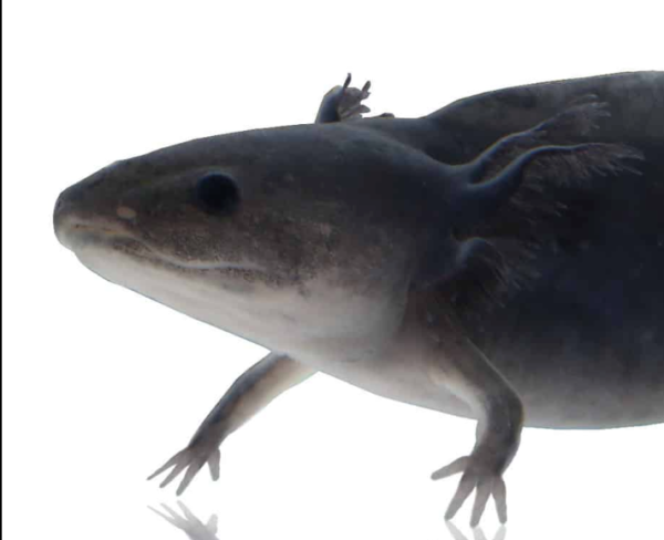 Melanoid Axolotl For Sale