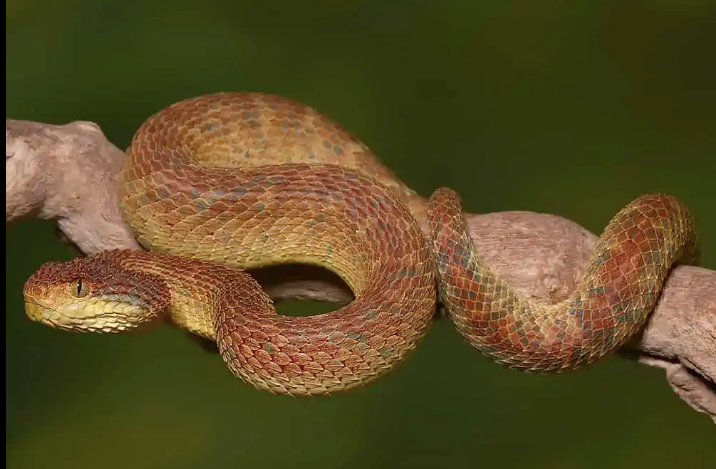 purple african bush viper