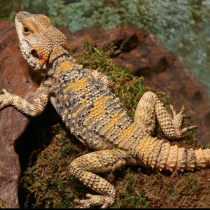 Painted Agama For Sale
