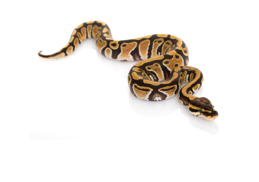 Pastel Ball Python for Sale