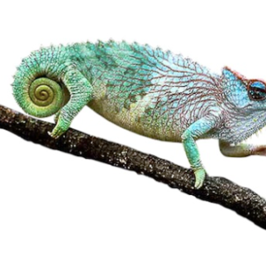 Pfeffers Chameleon for Sale