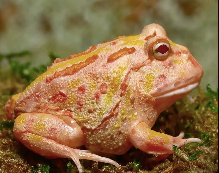 Pink Lemonade Pacman Frog For Sale - Upriva Reptiles