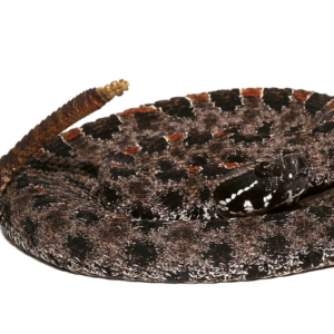 Pygmy Rattlesnake For Sale