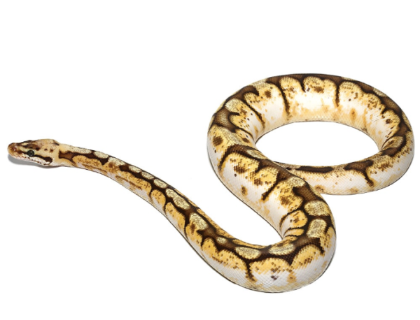 Queenbee Ball Python For Sale