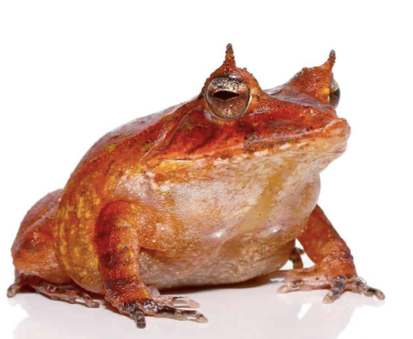 Red Solomon Island Eyelash Frog For Sale