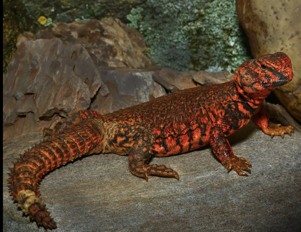 Red Niger Uromastyx For Sale