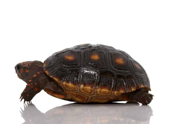 Redfoot Tortoise For Sale