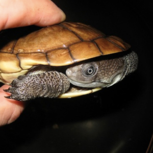 Reimanns Snakeneck Turtle for Sale